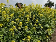 Mustard has been a lifeline for farms in areas where canola routinely fails to grow. BASF’s InVigor Gold GMO mustard hybrid could open those same acres to canola-like oil production &mdash; or contaminate the traditional crop. Photo: Greg Berg
