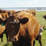 Brown cattle in a green pasture with an Ori AI ear tag visible, photographed by Lisa Guenther.