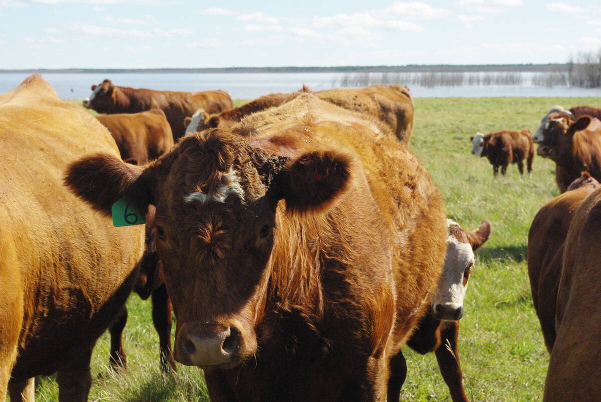 Brown cattle in a green pasture with an Ori AI ear tag visible, photographed by Lisa Guenther.