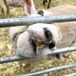 PHOTOS: Farming in focus at Royal Manitoba Winter Fair