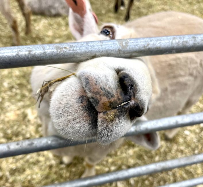 A sheep pokes its nose between the bars of its enclosure at the Royal Farm Yard at the 2026 Royal Manitoba Winter Fair. Photo: Alexis Stockford.