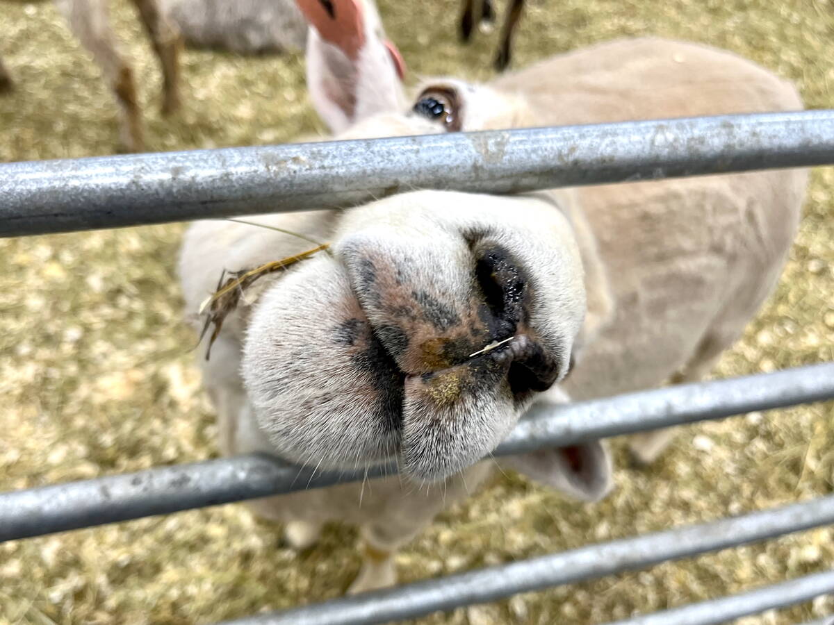 A sheep pokes its nose between the bars of its enclosure at the Royal Farm Yard at the 2026 Royal Manitoba Winter Fair. Photo: Alexis Stockford.
