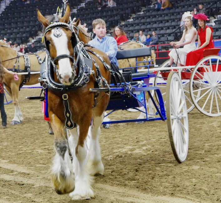 Participants of the youth draft horse cart driving competition leave the ring at the 2026 Royal Manitoba Winter Fair. Photo: Alexis Stockford.