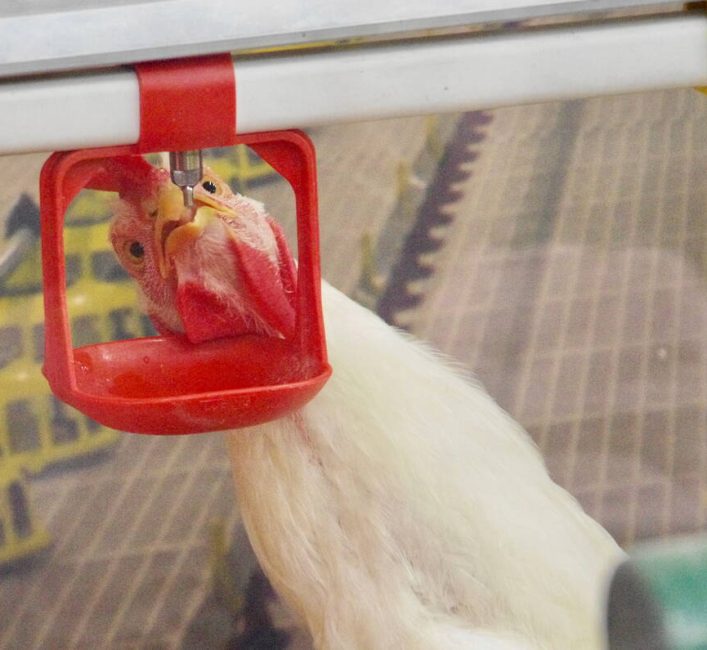 A chicken drinks from a line of waters and feeders that mimic real broiler breeder barn conditions at the 2026 Royal Manitoba Winter Fair. Photo: Alexis Stockford.