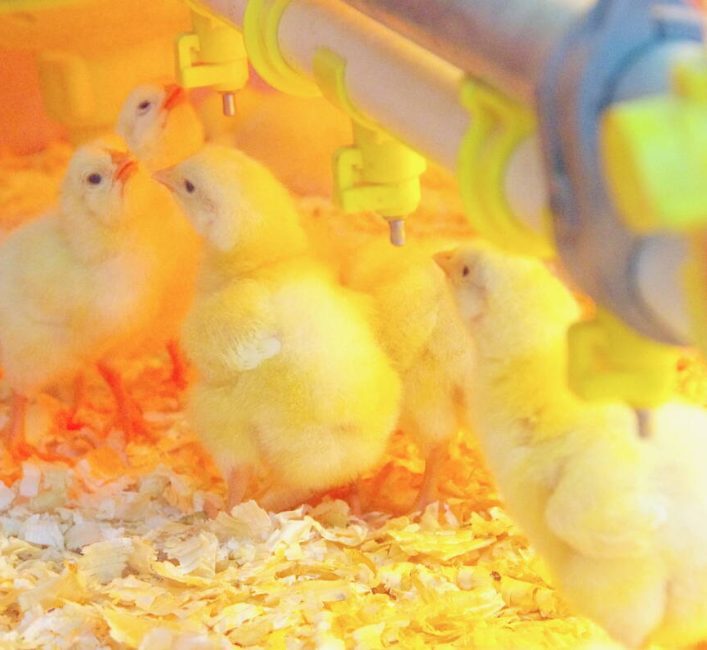 Chicks on display at the chicken industry booths, part of the Royal Farm Yard at the 2026 Royal Manitoba Winter Fair. Photo: Alexis Stockford.