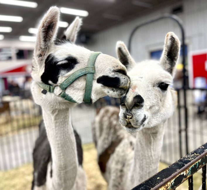 Llamas on display during the 2026 Royal Manitoba Winter Fair. Photo: Alexis Stockford.