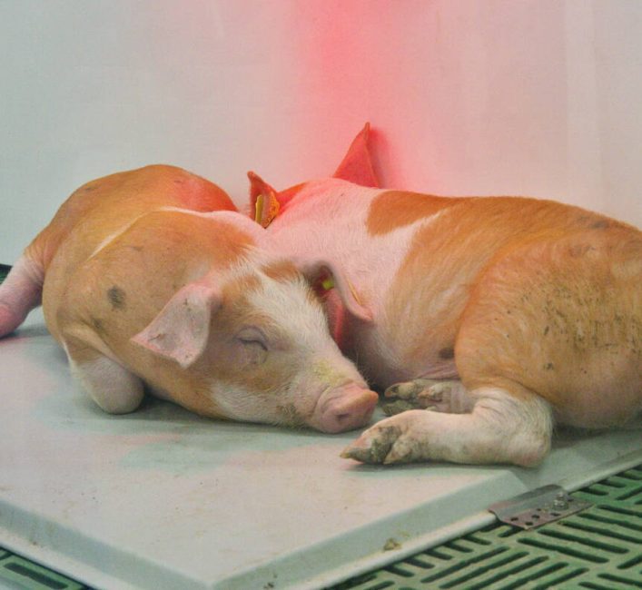 Two pigs relax in their enclosed crate at the 2026 Royal Manitoba Winter Fair. Photo: Alexis Stockford.
