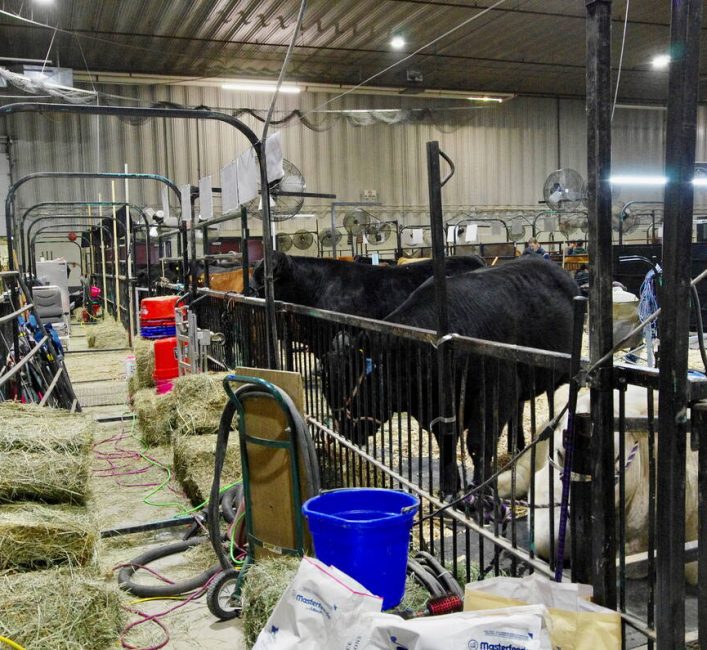 Line upon line of cattle stalls spread through the lower levels of Brandon's Keystone Centre in preparation for the cattle show and grooming portions of the 2026 Royal Manitoba Winter Fair. Photo: Alexis Stockford.