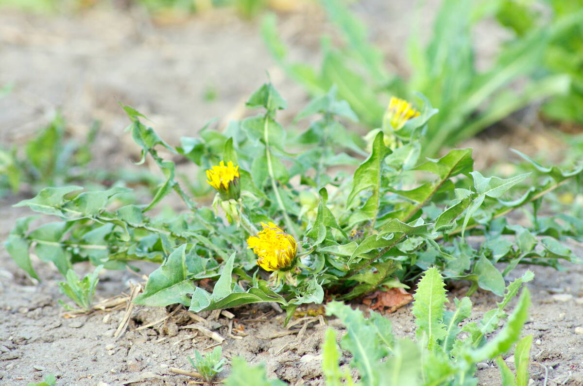Yellow dandelions and broadleaf weeds growing in bare soil on a Western Canadian farm, illustrating the weed pressure farmers face heading into spring. Photo: Alexis Stockford