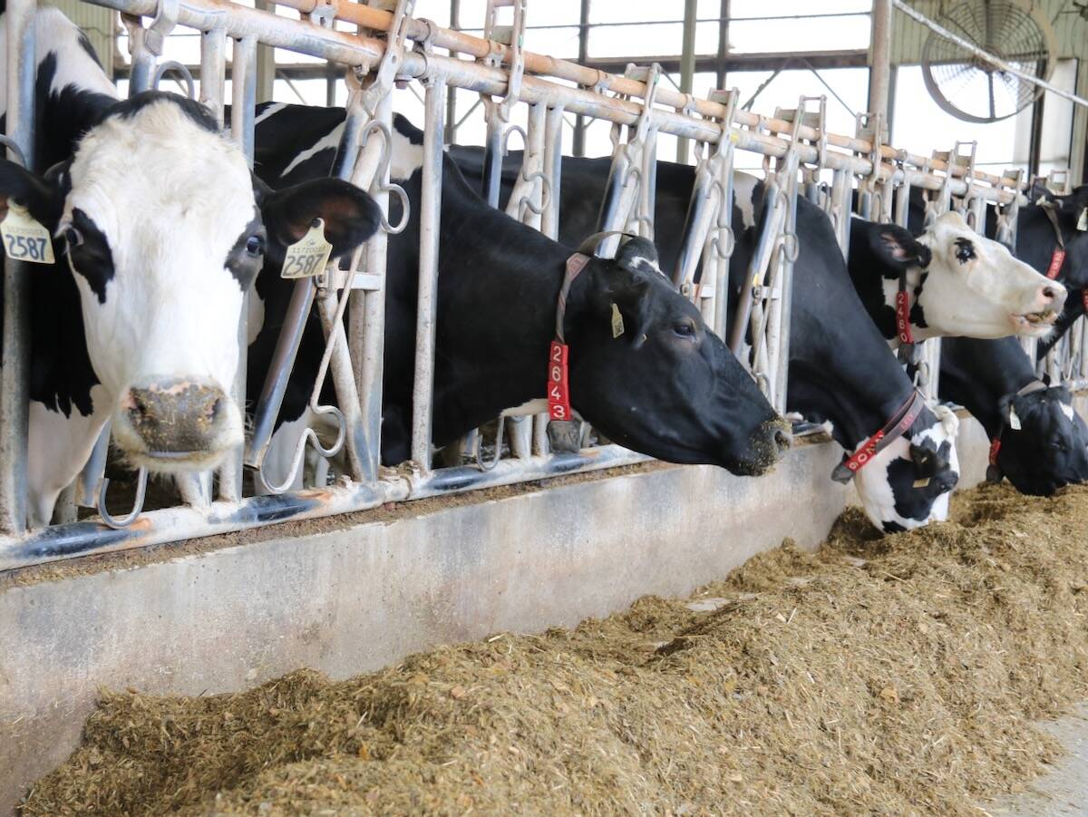 Black and white Holstein dairy cows feeding at a metal bunk inside a barn, illustrating the type of herd management data Antler Bio's EpiHerd platform aims to improve. Photo: John Greig