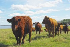 Red and brown beef cattle grazing on green pasture with a water body in the background, illustrating the scope of liver abscesses in cattle across North American herds. Photo: file