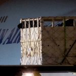 Horses are loaded onto a Korean Air cargo flight in Winnipeg during a December 2022 shipment that became the heart of a private prosecution against a Manitoba horse farm. Photo: Animal Justice