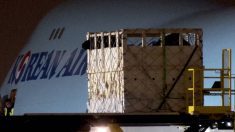 Horses are loaded onto a Korean Air cargo flight in Winnipeg during a December 2022 shipment that became the heart of a private prosecution against a Manitoba horse farm. Photo: Animal Justice