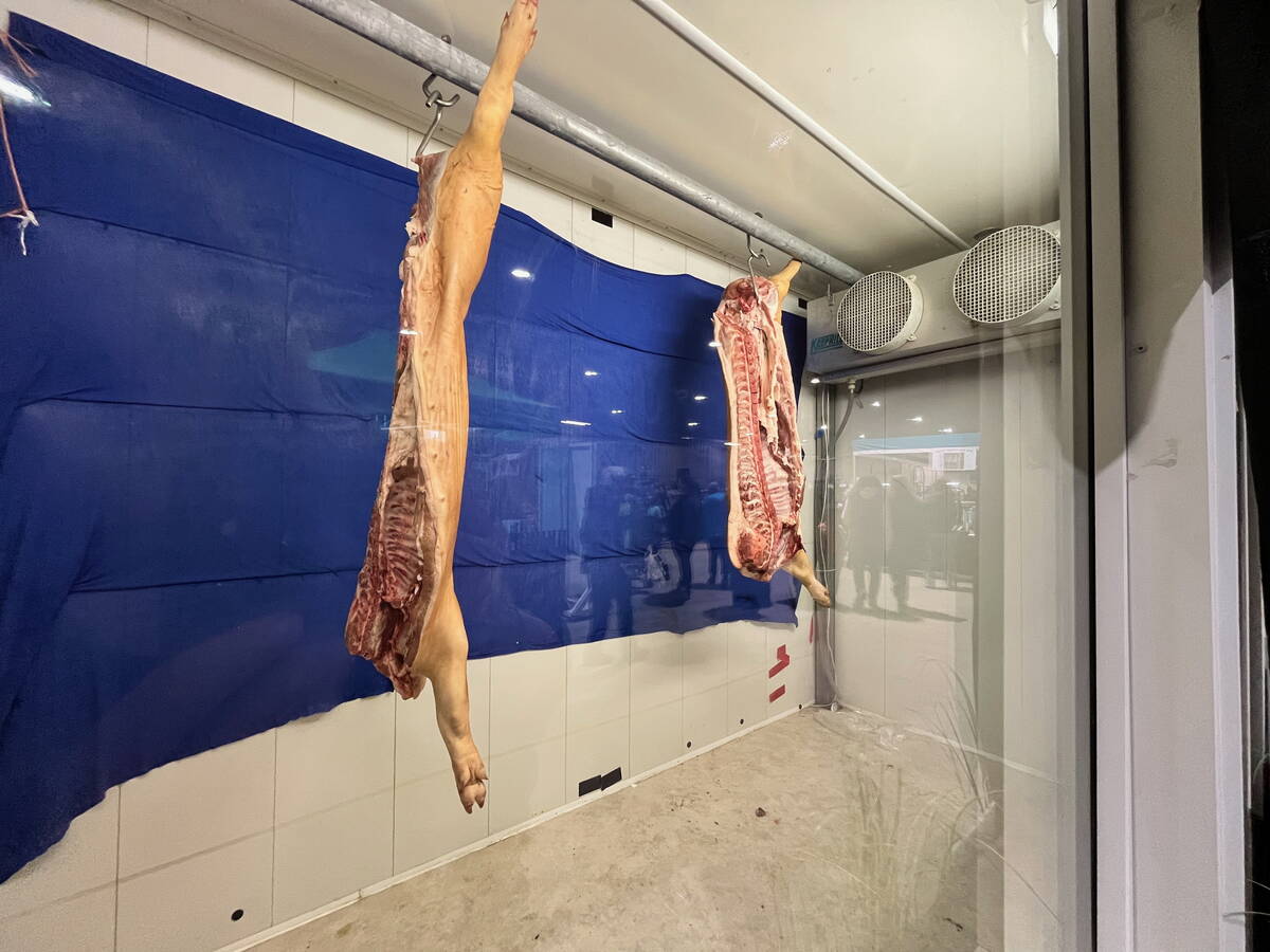 Two award-winning hog carcasses hang in a refrigerated display case at the Royal Manitoba Winter Fair in Brandon, giving visitors a look at pork before it is processed into retail cuts. Photo: Alexis Stockford