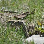 Two Richardson's ground squirrels peer out from grass near a burrow entrance. Manitoba farmers are seeking the same emergency strychnine access for gopher control that Alberta and Saskatchewan have received. Photo: file