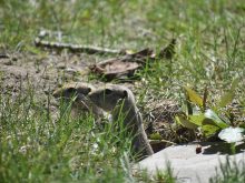 Two Richardson's ground squirrels peer out from grass near a burrow entrance. Manitoba farmers are seeking the same emergency strychnine access for gopher control that Alberta and Saskatchewan have received. Photo: file