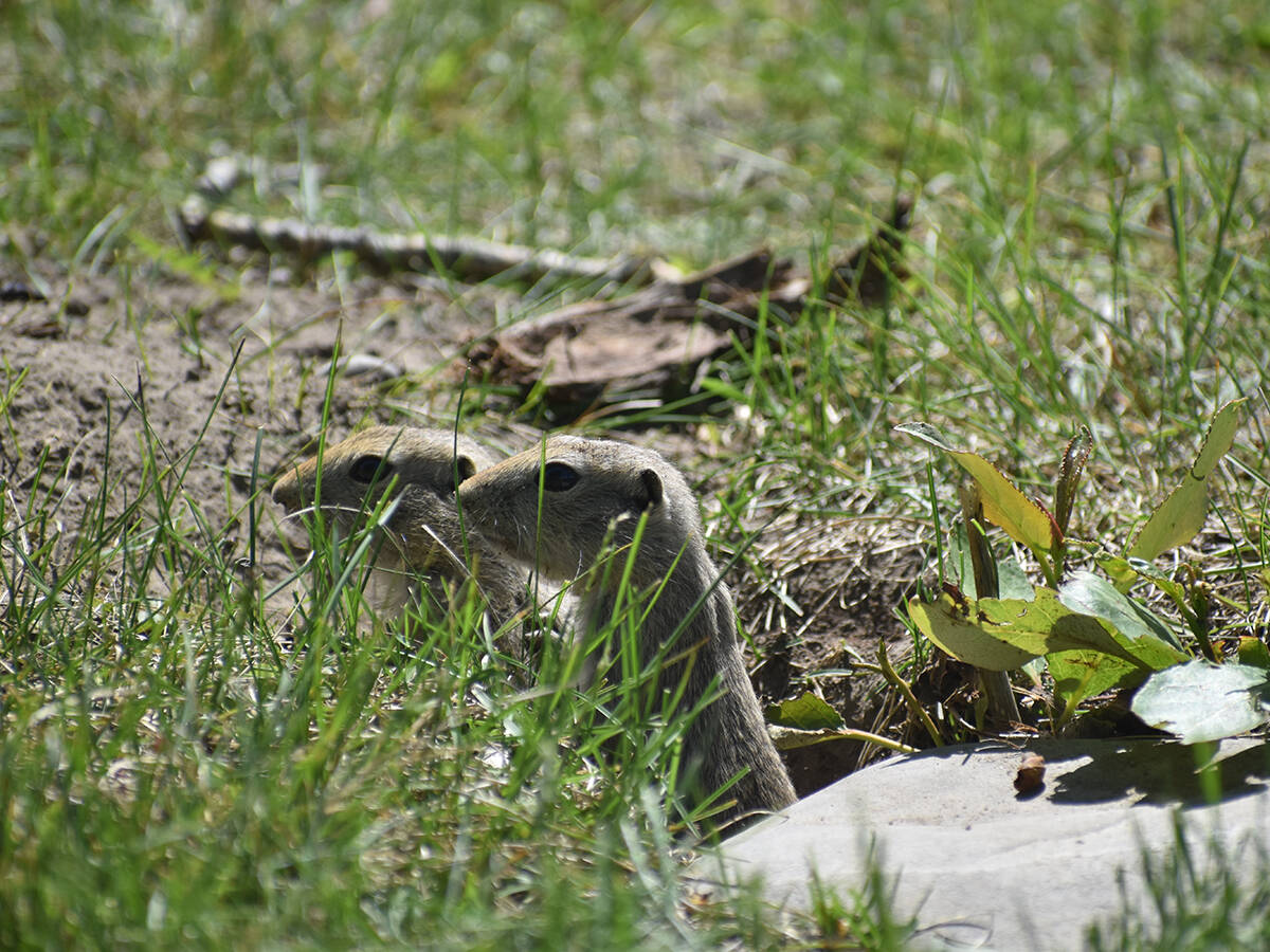 Two Richardson's ground squirrels peer out from grass near a burrow entrance. Manitoba farmers are seeking the same emergency strychnine access for gopher control that Alberta and Saskatchewan have received. Photo: file