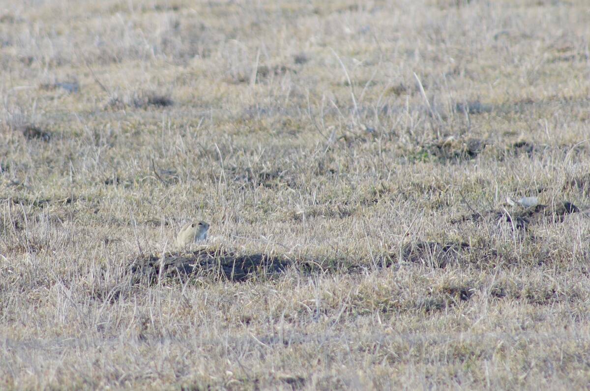 A Richardson's ground squirrel sits in early-season pasture in western Manitoba, where farmers are pushing for emergency strychnine access to control the crop-damaging pest. Photo: Alexis Stockford