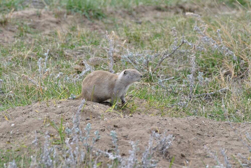 A Richardson's ground squirrel perches on a dirt mound at its burrow entrance. The animals' burrowing causes crop damage that Manitoba farmers say rivals conditions in neighbouring provinces. Photo: James Tansey/Saskatchewan Agriculture