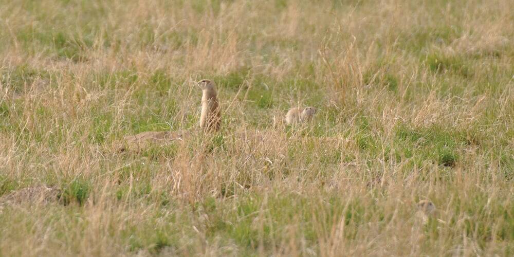 A Richardson's ground squirrel perches on a bare dirt mound at its burrow entrance surrounded by sage and grass. The burrowing pest causes significant crop and pasture damage across the Prairies. Photo: James Tansey/Saskatchewan Agriculture