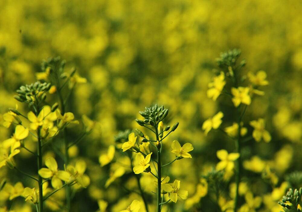 The canola market continued to move along with shifting oil fortunes as U.S.-Israel-Iran ceasefire news hit. Photo: File