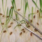 Sprouted grain seedlings and metal tweezers arranged on a surface, illustrating precision plant breeding. The European Parliament is expected to vote on gene-edited crop regulations this spring. Photo: Matthias Bein/dpa via Reuters