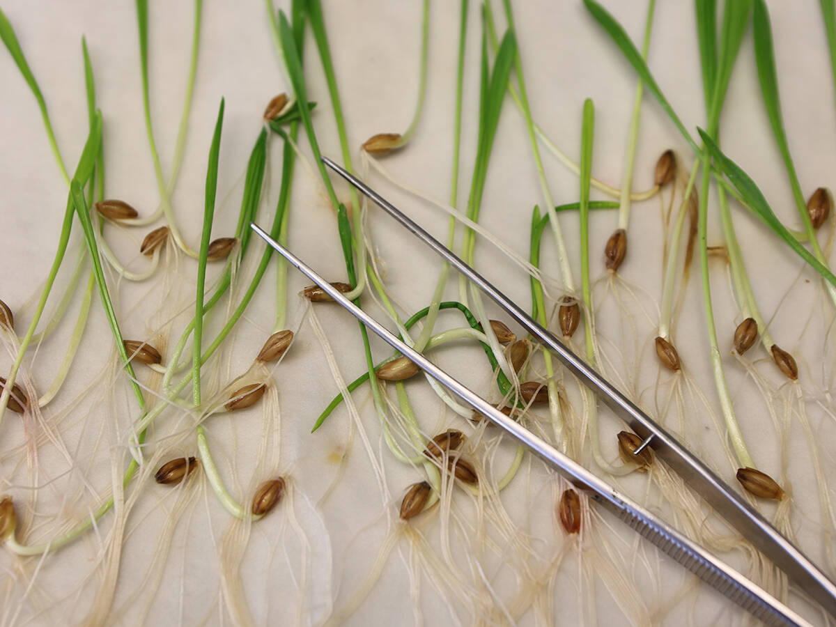 Sprouted grain seedlings and metal tweezers arranged on a surface, illustrating precision plant breeding. The European Parliament is expected to vote on gene-edited crop regulations this spring. Photo: Matthias Bein/dpa via Reuters