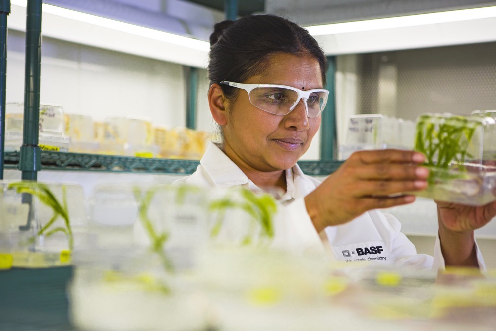 A researcher in a lab coat and safety glasses examines plant tissue samples in a laboratory setting. Gene-editing technology is expected to gain broader global approval if the European Parliament votes in favour this spring. Photo: BASF