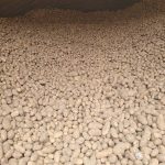 Canadian company looks for better potato storage