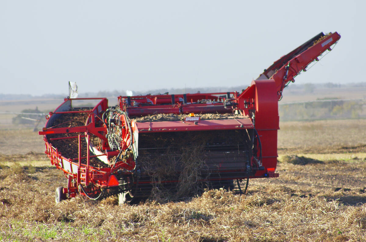 A potato harvester works a field in southwestern Manitoba in 2025, in a province that plants about 20 per cent of Canada's potato acres. Photo: Alexis Stockford