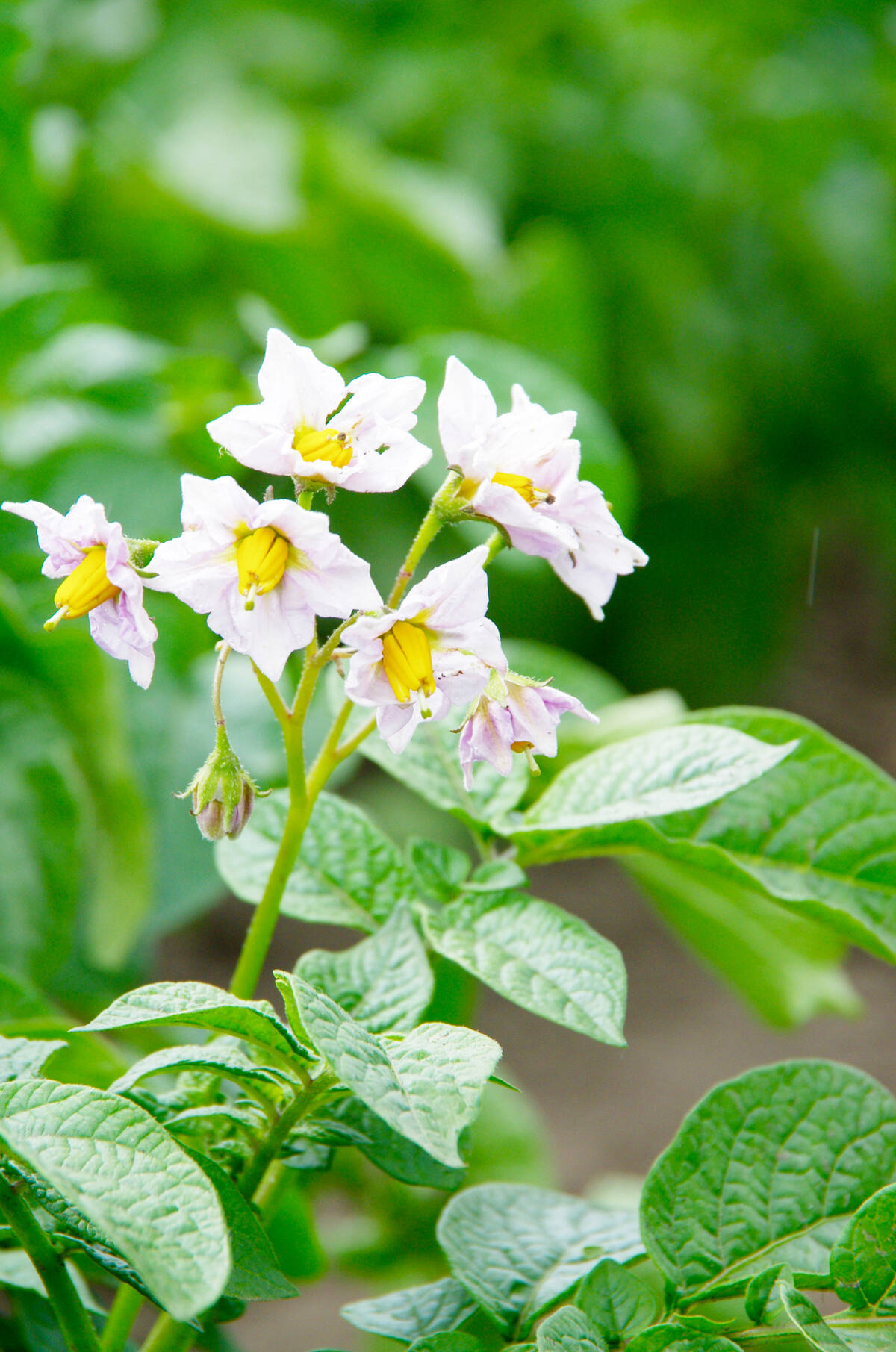 Flowering potato plants in a Manitoba field, representing the crop's growing season before the critical post-harvest storage period begins. Photo: Alexis Stockford.