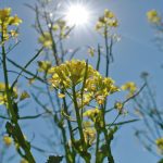 Canola plants in bloom photographed from below against a sunlit blue sky. Canada's canola sector faces uncertainty as the CUSMA review approaches, with the U.S. accounting for 78 per cent of canola oil exports. Photo: file.