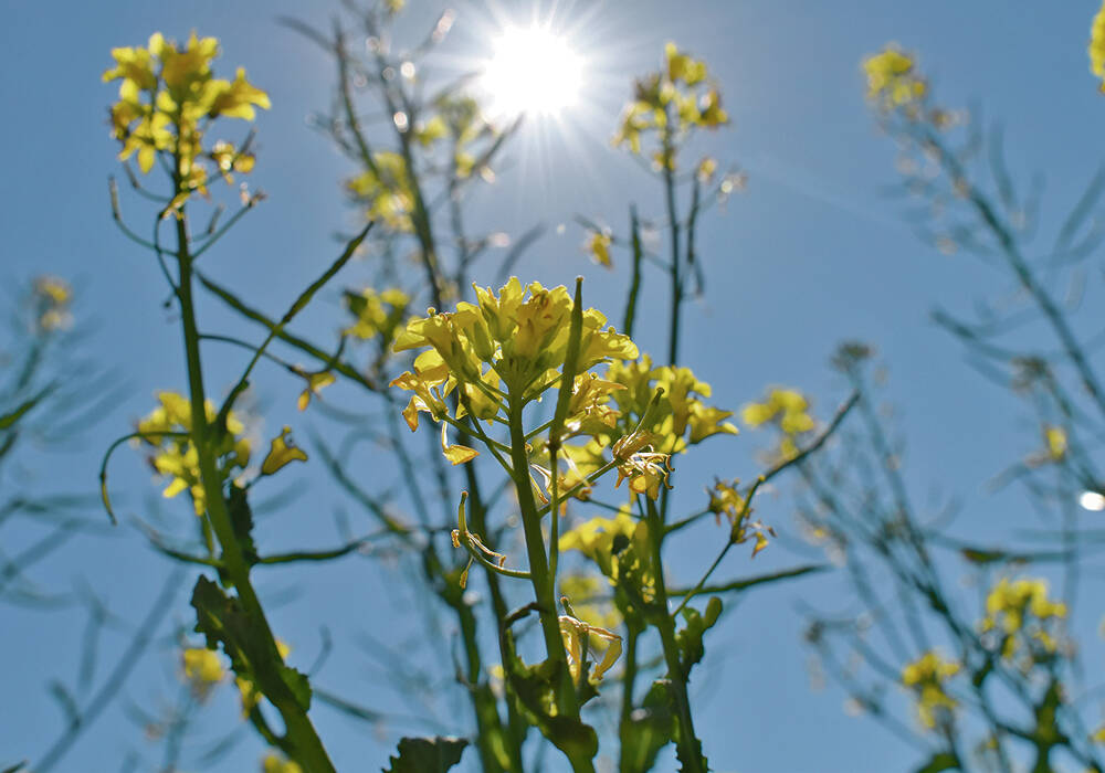 Canola plants in bloom photographed from below against a sunlit blue sky. Canada's canola sector faces uncertainty as the CUSMA review approaches, with the U.S. accounting for 78 per cent of canola oil exports. Photo: file.