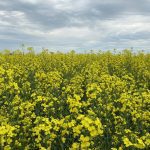 VIDEO: Closing Market Update: Canola slips back, U.S. commodities remain mixed | April 14, 2026