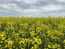 VIDEO: Closing market update: Canola falls with soyoil | April 10, 2026