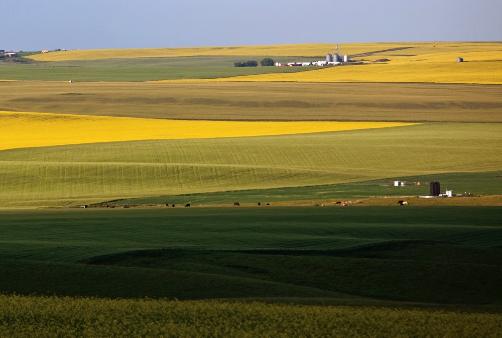 Rolling Prairie farmland with strips of canola in bloom and green crop fields stretching toward grain bins and farm buildings on the horizon, with cattle grazing in the middle distance. Photo: Getty images