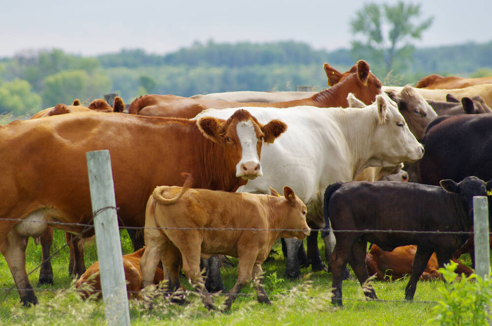 Beef cow-calf pairs gathered near a wire fence on green summer pasture north of Ninette, Man., with mixed-colour cows and calves visible. Photo: Alexis Stockford