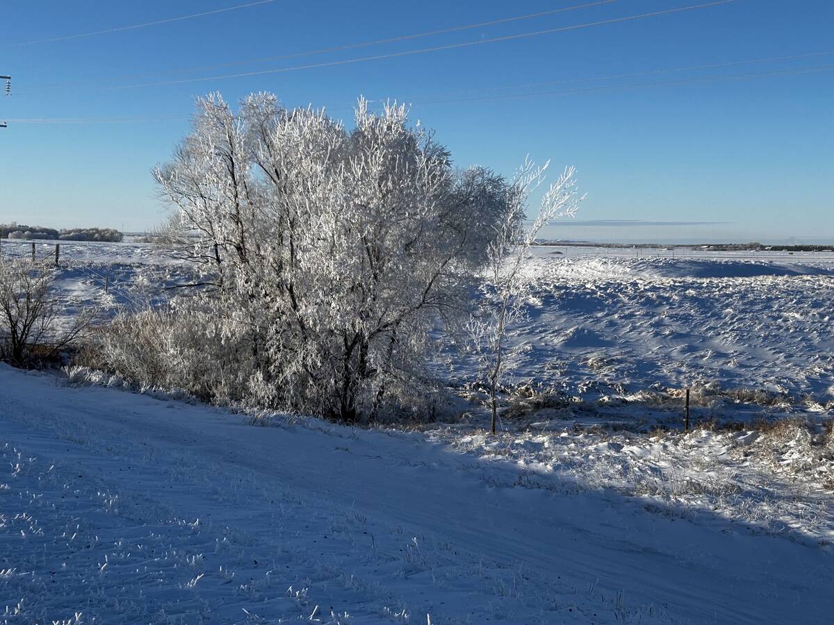 Snow and frost coat the western Manitoba landscape in late December 2025, with hoarfrost-covered trees along a snow-covered road under a clear blue sky. Photo: Alexis Stockford