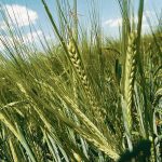 Close-up of green barley heads with awns in a field under a blue sky with scattered clouds. Photo: file