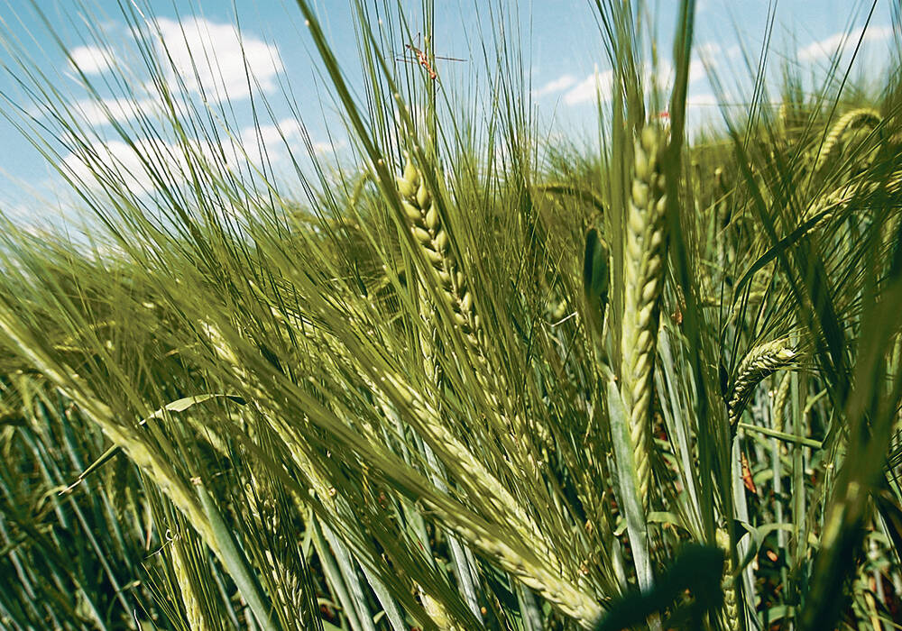 Close-up of green barley heads with awns in a field under a blue sky with scattered clouds. Photo: file