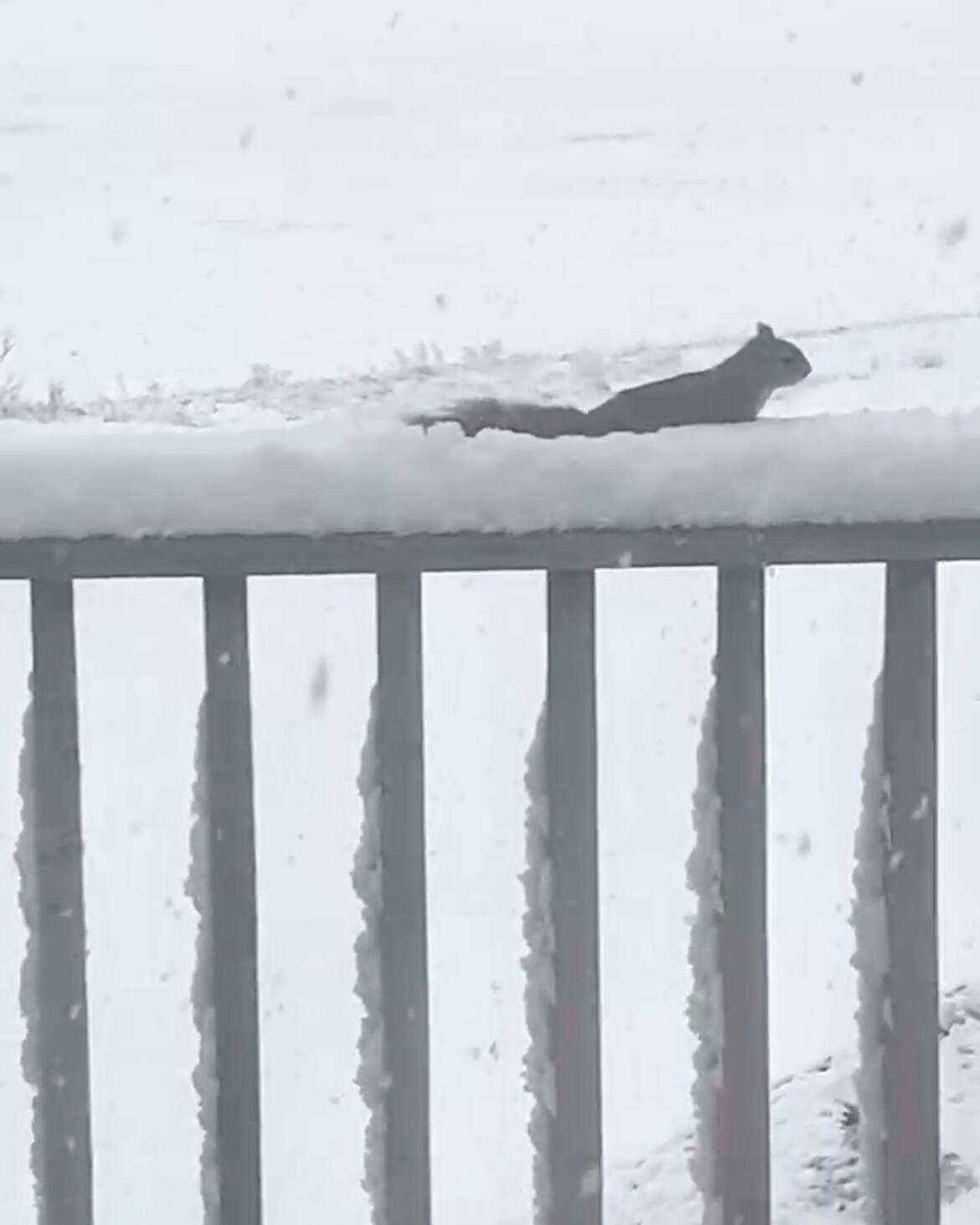 A squirrel moving along a snow-covered porch railing during a spring snowfall, with heavy snow on the railing and fence posts. Photo: Cam Stockford