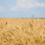 Canada spring wheat bids were mostly lower during the week ended April 14, as strength in the Canadian dollar and mixed activity in the United States futures weighed on values. Photo: File
