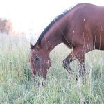 A bay horse grazing in tall grass at dusk with soft light in the background. Photo: file.