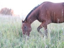 A bay horse grazing in tall grass at dusk with soft light in the background. Photo: file.