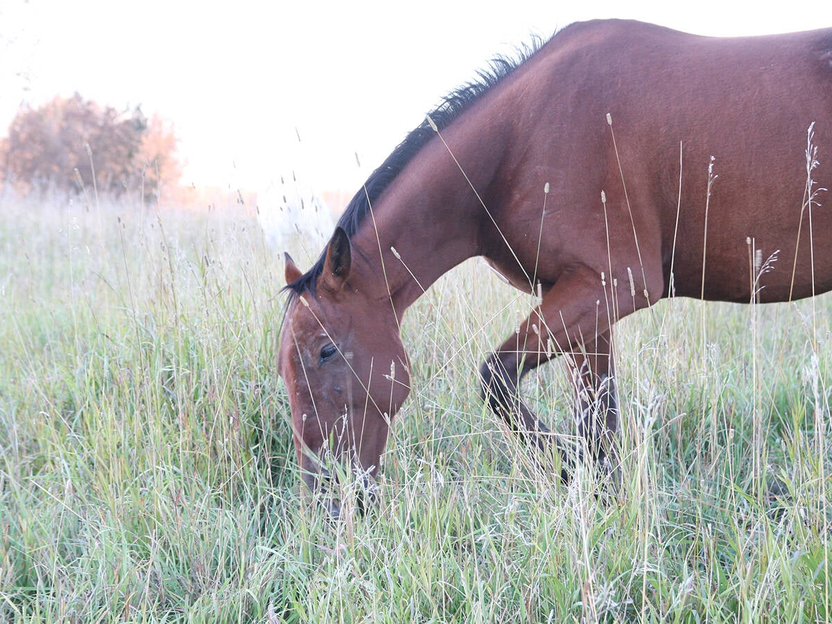 A bay horse grazing in tall grass at dusk with soft light in the background. Photo: file.