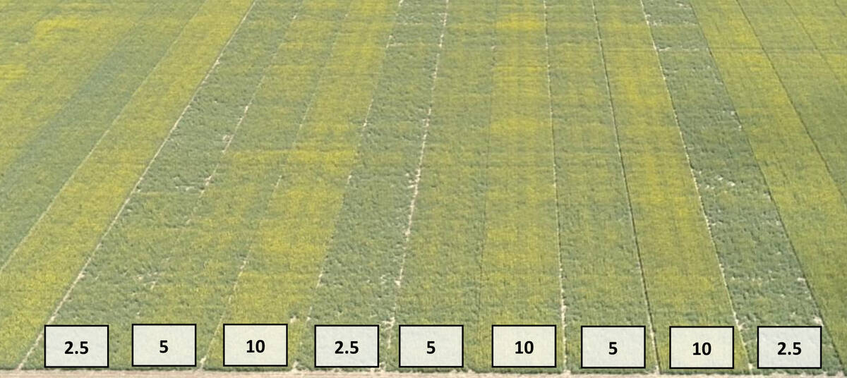 Aerial view of replicated canola strip trials at Bourgault's research farm near St. Brieux, Sask., showing seeding rate strips of 2.5, five and 10 plants per square foot in a 2025 agronomy study. Photo: Bourgault