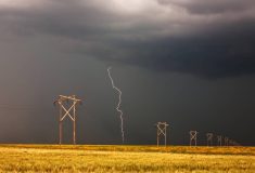 A lightning bolt strikes near a row of wooden power line poles crossing a golden Prairie field under a dark storm sky. Photo: Bobloblaw/iStock/Getty Images