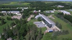 Aerial view of the Agriculture and Agri-Food Canada Brandon Research Centre, showing research buildings, greenhouses and surrounding Prairie farmland in summer. Photo: AAFC.