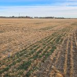 Early green crop emergence in rows across research plots in canola stubble near Lethbridge, Alberta, part of Farming Smarter's double cropping trial. Photo: Mike Gretzinger 
