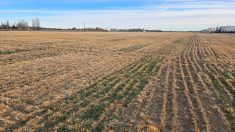 Early green crop emergence in rows across research plots in canola stubble near Lethbridge, Alberta, part of Farming Smarter's double cropping trial. Photo: Mike Gretzinger